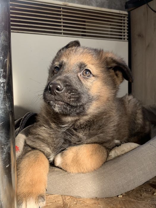 Овчарка немецкая