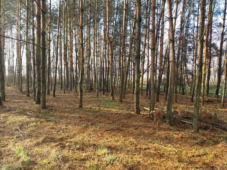 Działka budowlano-rekreacyjna 2000m2 z linią brzegową i lasem