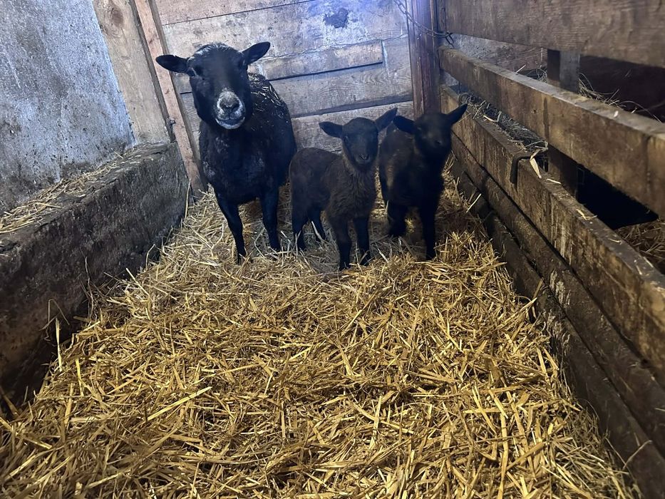 Owce kameruńskie całe stado