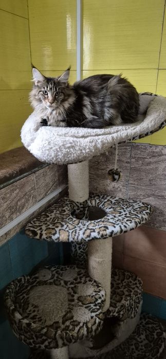 Мейн кун дівчинка