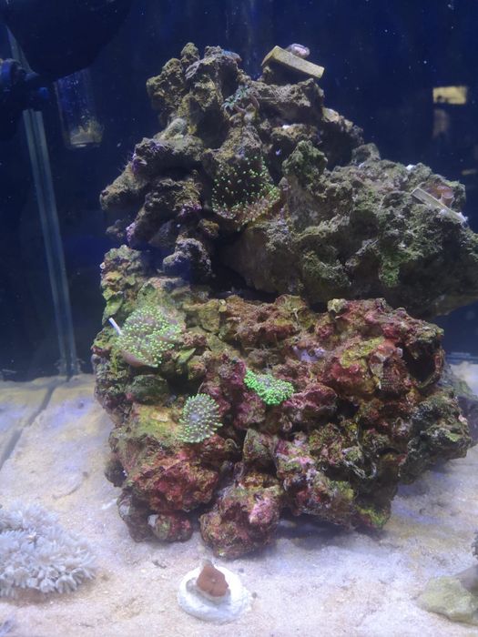 Akwarium morskie kostka 30l