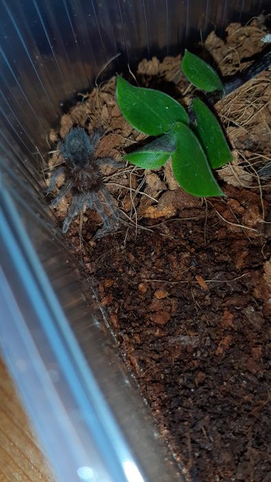 Grammostola pulchra L1