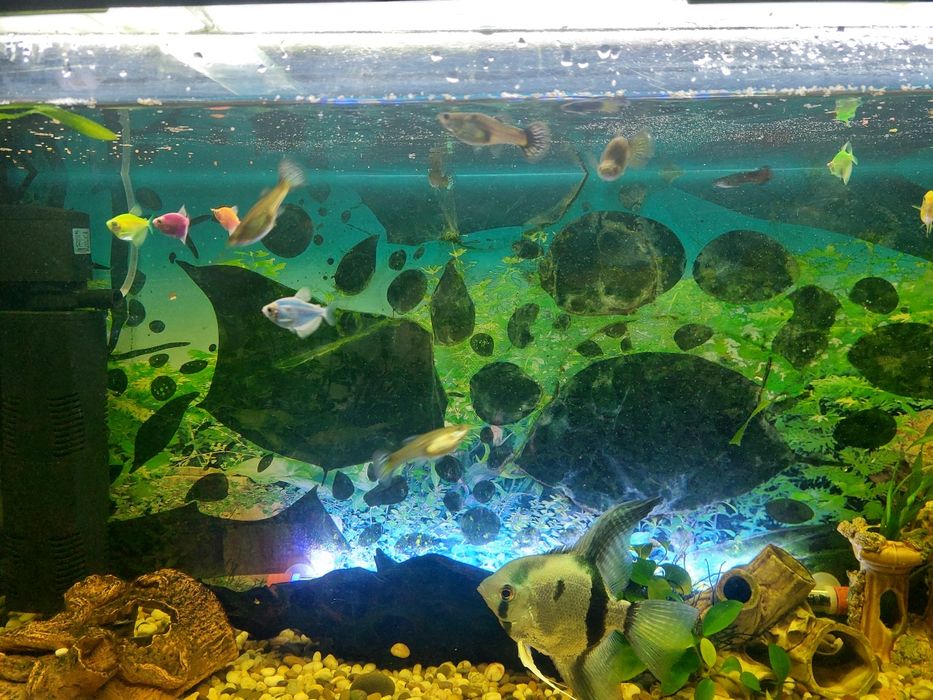 Аквариум 200 литров