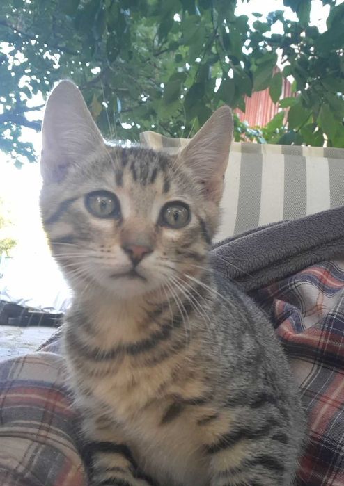 Кошеня, котик-тигрик, таббі.