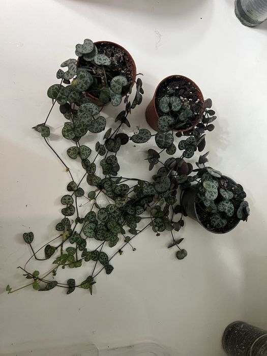 Церопегія звичайна,переромія хоуп