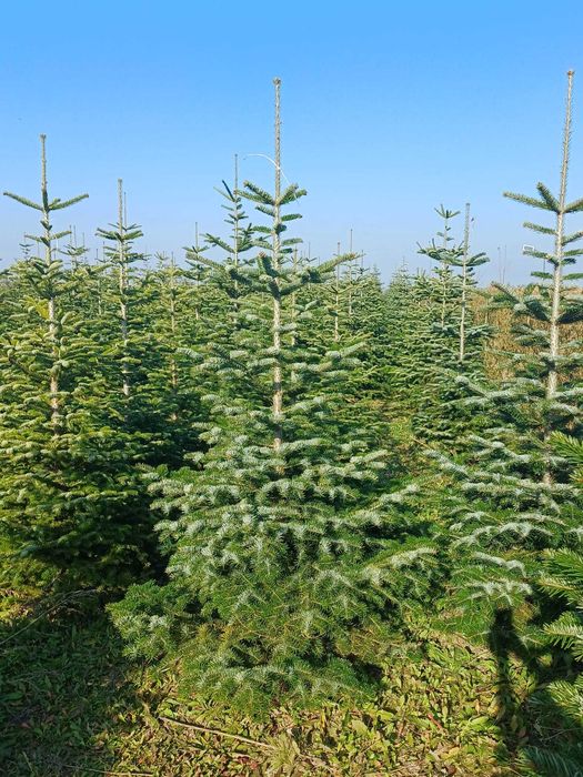 Choinki -  Świerk, jodła