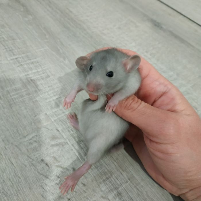 Ручные добрые крысята с доставкой клеткой крыса белая черная серая рыж