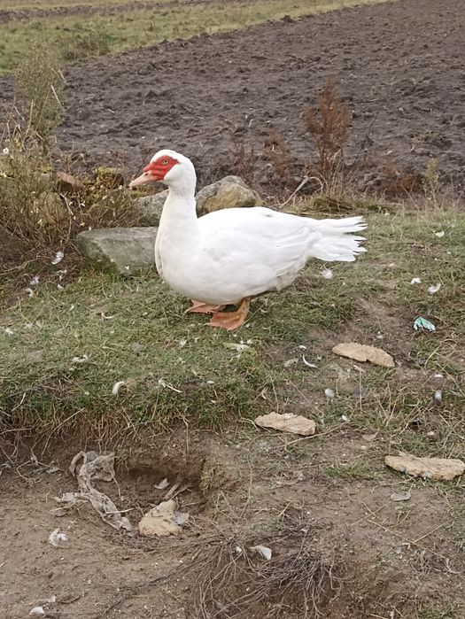 Продам індокачора шипуни