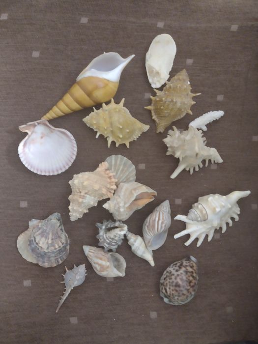Ракушки морські.