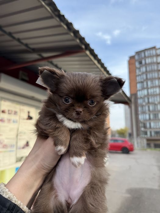 Чихуахуа шоколадная девочка