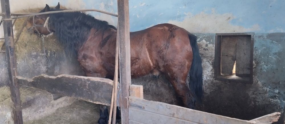 Продам коня, спокійного