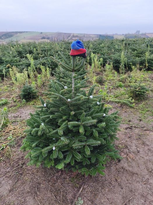 Jodła Kaukaska Świerk Choinka z Plantacji!