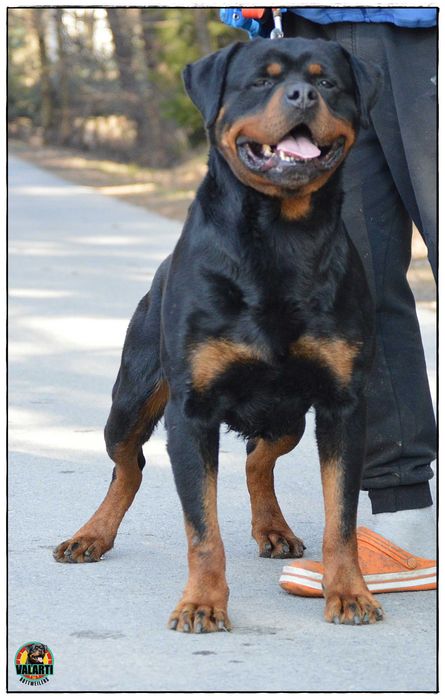 Rottweiler - Rezerwacja - suczka - Lato 2026