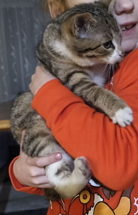 Oddam kotka w dobre ręce