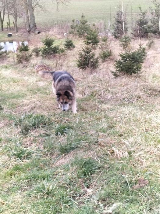 Owczareczka Marysia szuka domu!