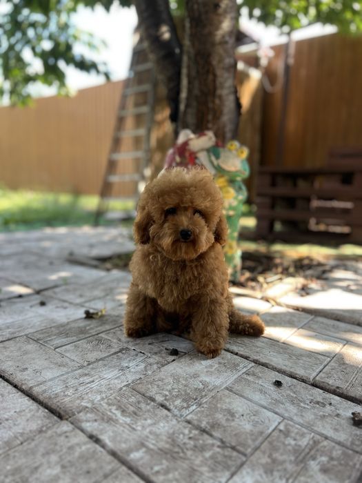 Маленький мальтіпу хлопчик Red Brown, 3,5 місяці