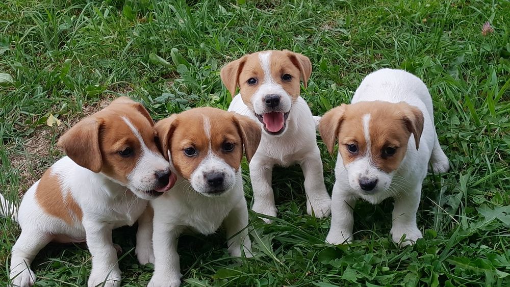 Jack Russell Terrier