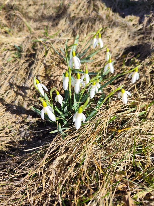 = Продам ділянку в лісі під будівництво