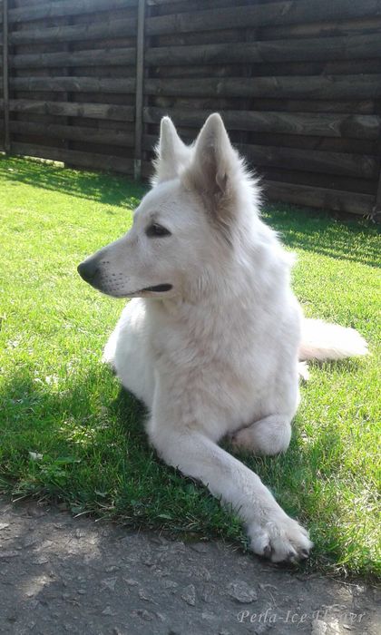 Шикарні цуценята БШВ Біла швейцарська вівчарка БШО документи КСУ/FCI