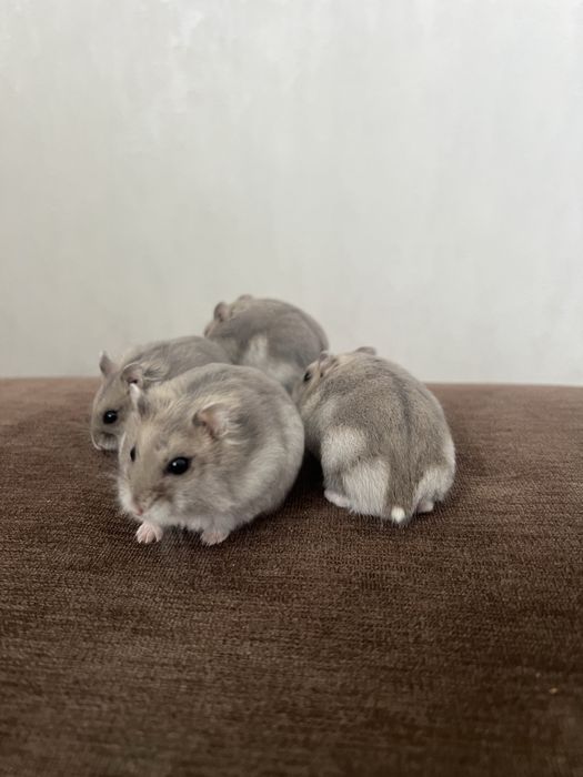 Продаю Джунгарських хомячків.