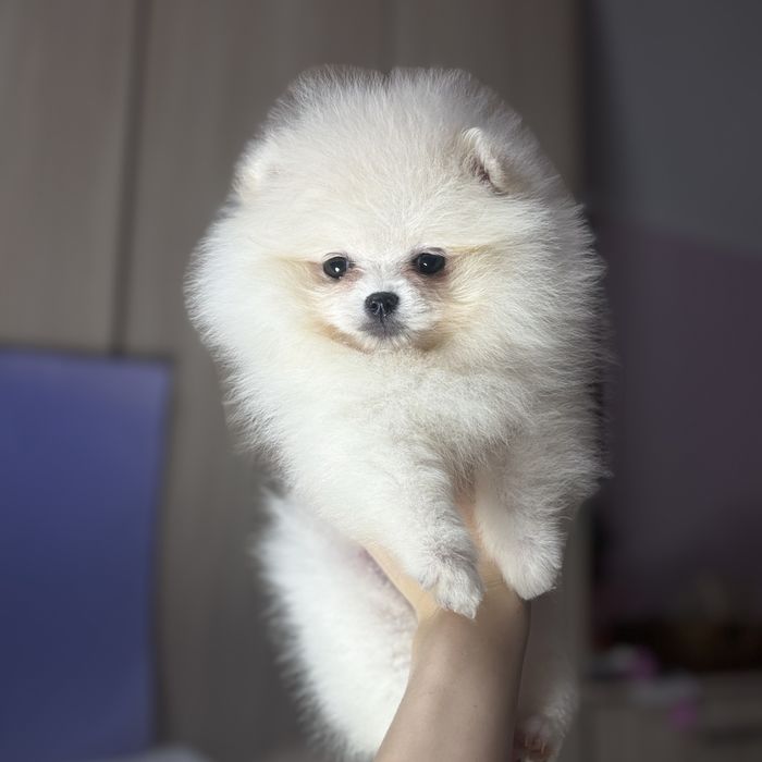 хлопчик шоу классу тип ведмедика.