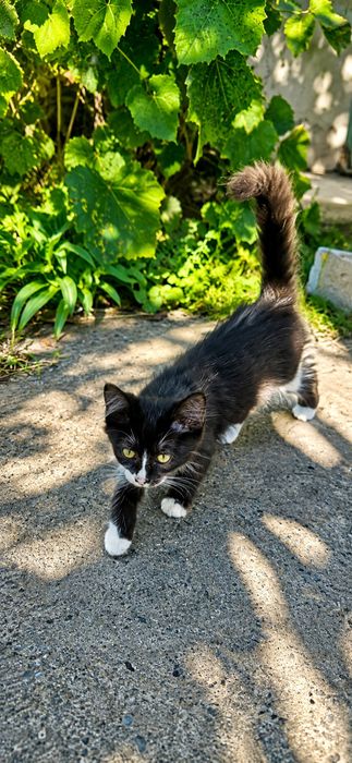 Отдам котят  в добрые и заботливые руки