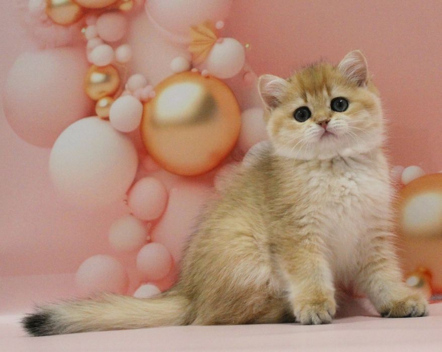 Золота британочка на ім'я Адріанна чекає свою матусю