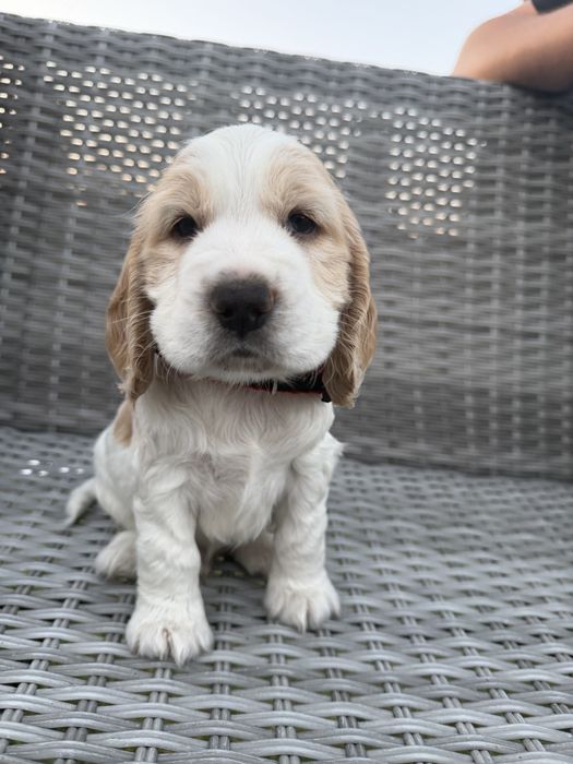 Cocker spaniel angielski
