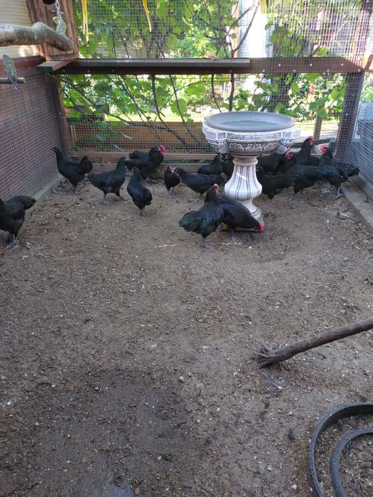 Sprzedam koguty AUSTRALORP
