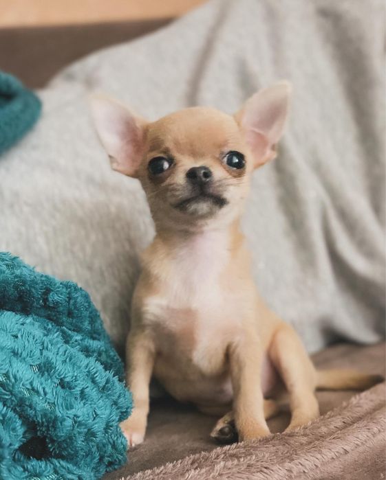 Вʼязка чіхуахуа міні, 2кг