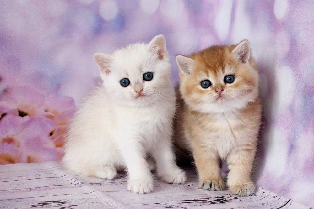 Британські плюшеві кошенята з щепленням та гарними манерами