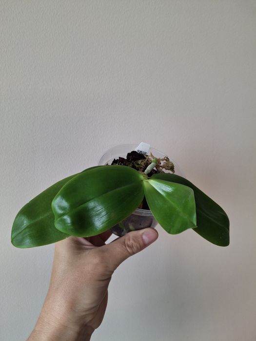 Орхідея фаленопсіс tetraspis blue