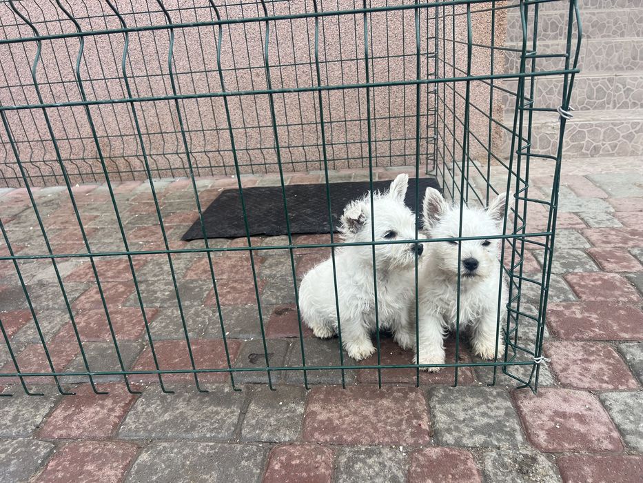 Вестюхи малі кумедні