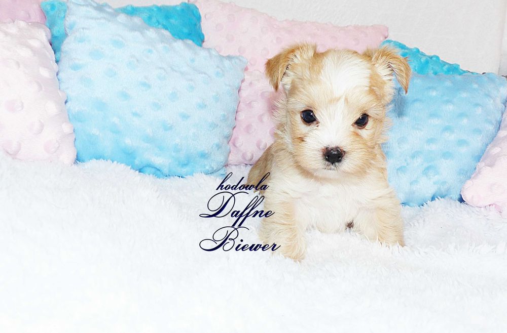 York Golddust Yorkshire Terrier