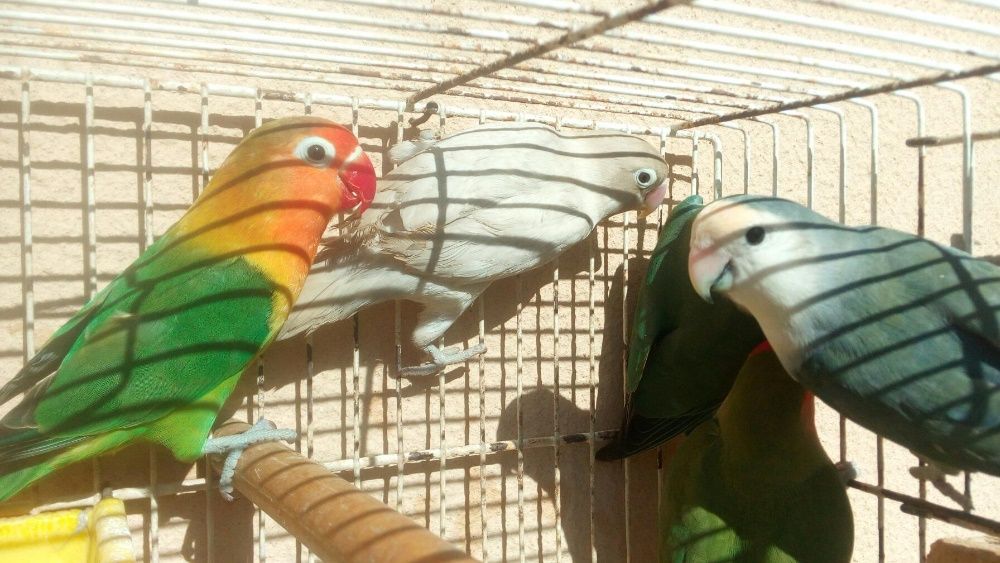 Troco varias gaiolas grandes e pequena q tenho p aves ou outras coisas