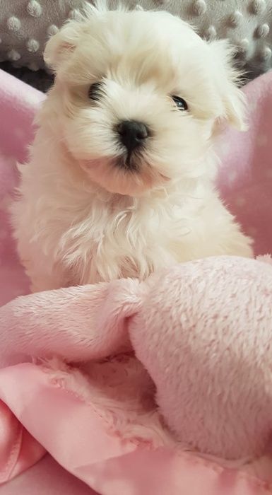 Maltańczyk Mini Piesek z Rodowodem. Przepiękny, czysto biały.