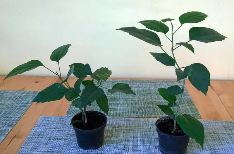 Róża chińska czerwona pełna hibiskus ketmia sadzonka