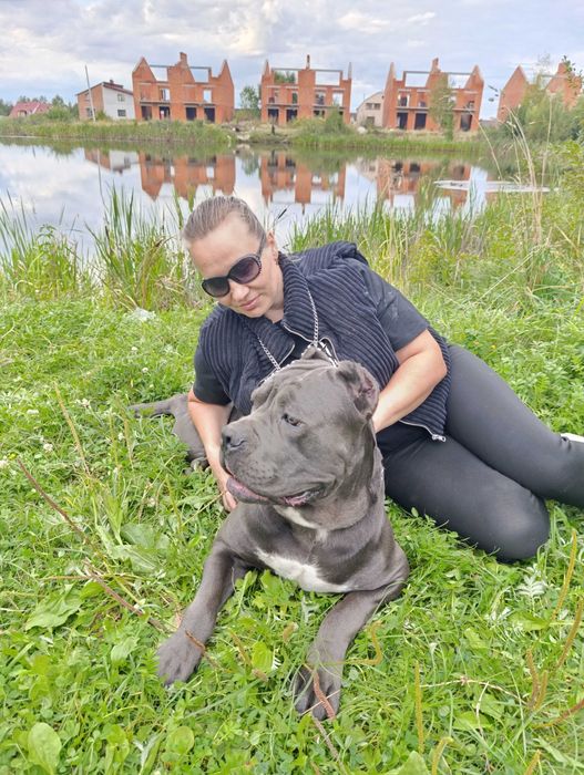 В'язка хлопчик кане-корсо