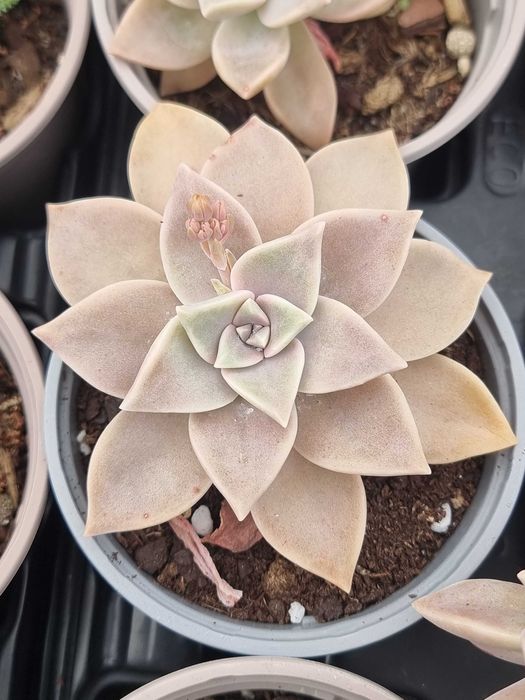 Suculentas Graptopetalum paraguayense