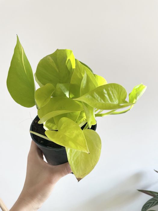 Conjunto duas plantas