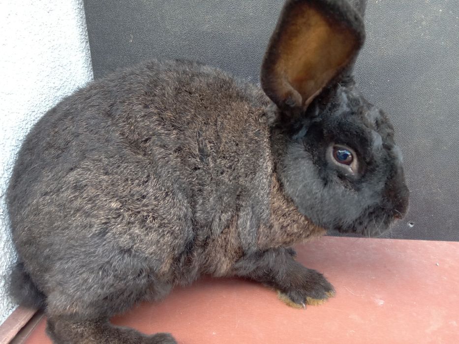 Młody samczyk z lipca rex