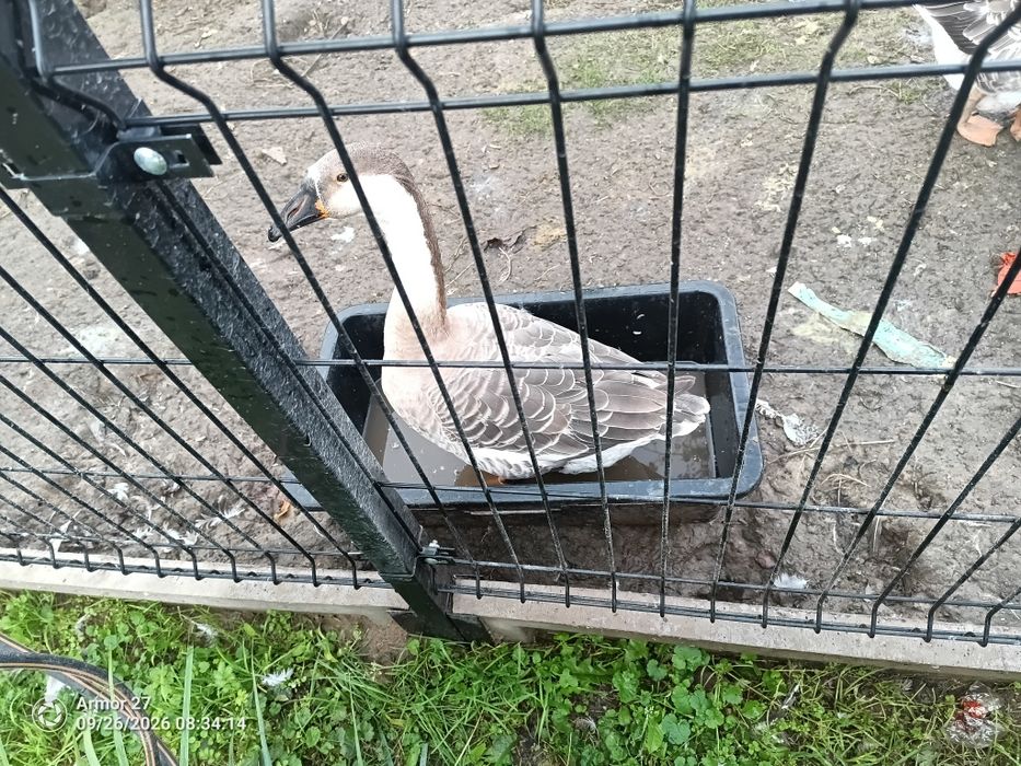 Witam ma do sprzedania gęsi