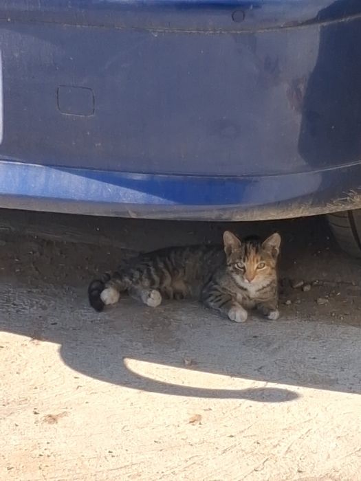 Kotek do adopcji