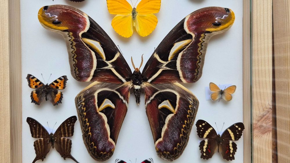 Gablotka motyle Archaeoattacus Diaethria Marpesia i inne na ścianę