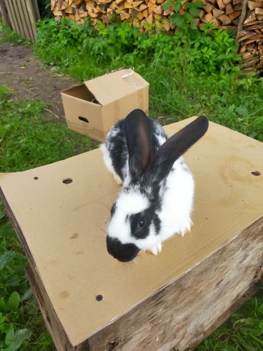 Кролі породи Німецький строкатий велетень . Шиншила .