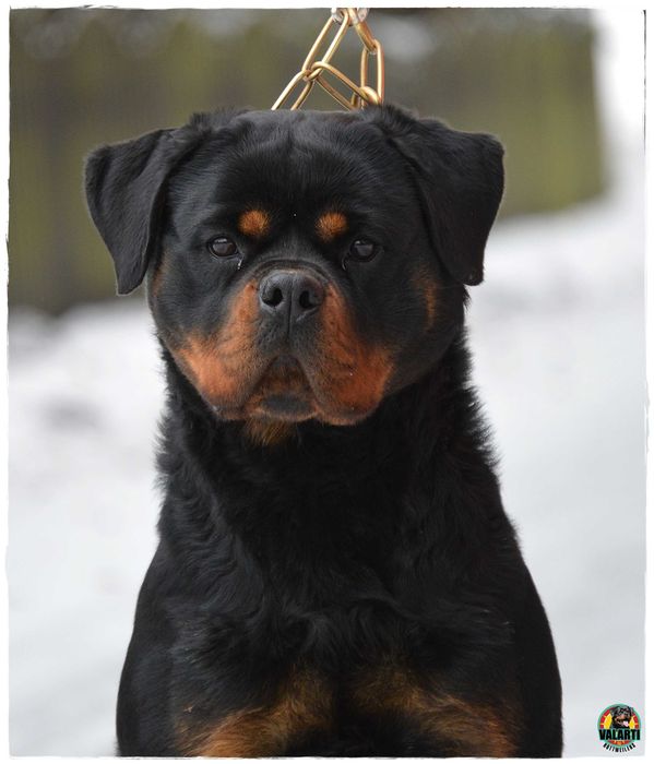 Rottweiler - Rezerwacja - suczka - Lato 2026