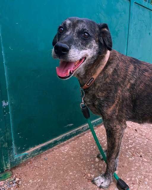 Jane - Para Adopção