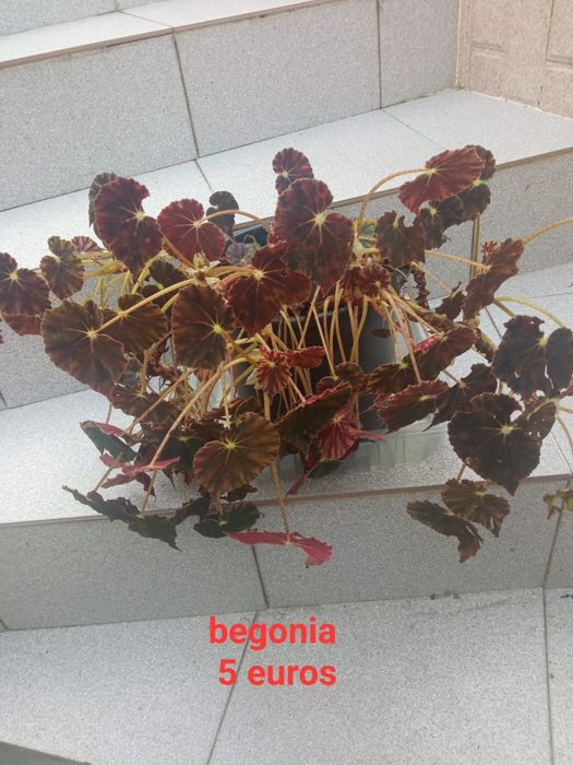 Plantas extraordinárias