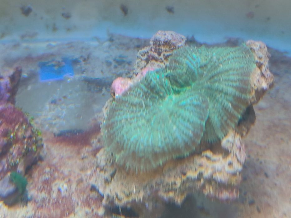 lote de  Corais 35 actinodiscus, xenias star polyp