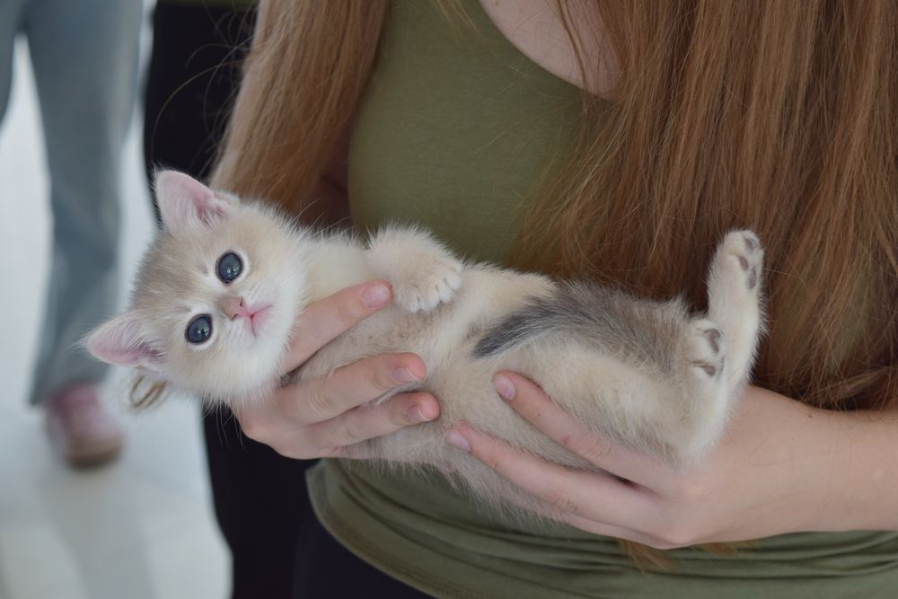 Голуба Золота Шиншила. Золота шиншилла. Британські кошенята